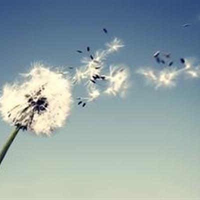 蒲公英开花了还能吃吗
