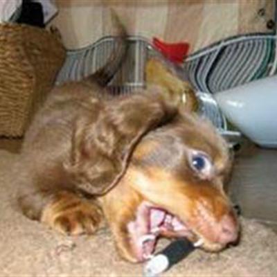 狂犬病狗的症状