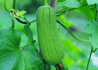 夏季吃五种瓜降火效果最佳