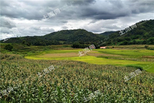 闲置土地靠土地流转竟成“香饽饽"