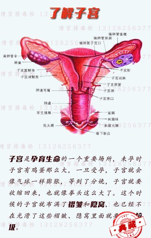 女性子宫排毒