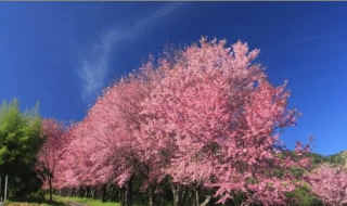 黄花风铃木的花怎么画？今天一起来画吧
