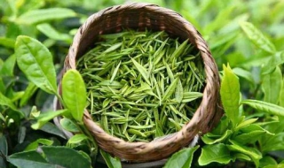 崂山绿茶的制作工艺 应有做形工序