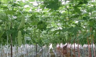 苦瓜露地种植技术 苦瓜露地栽培技术