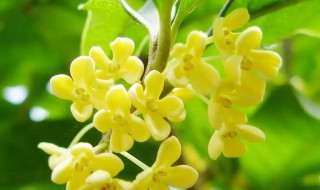 桂花为什么不开花 有这些原因