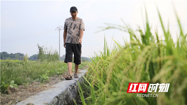 红网 |  “土流生金”激活种粮热情，扛起乡村振兴首要任务