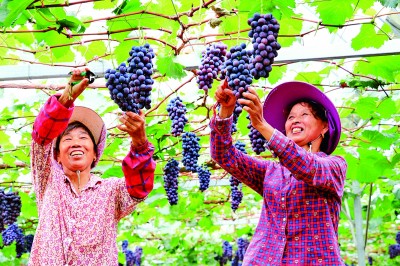 努力走出一条农民致富的好路子 努力走出一条农民致富的好路子