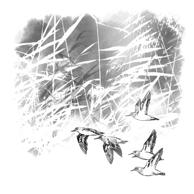 沙湖